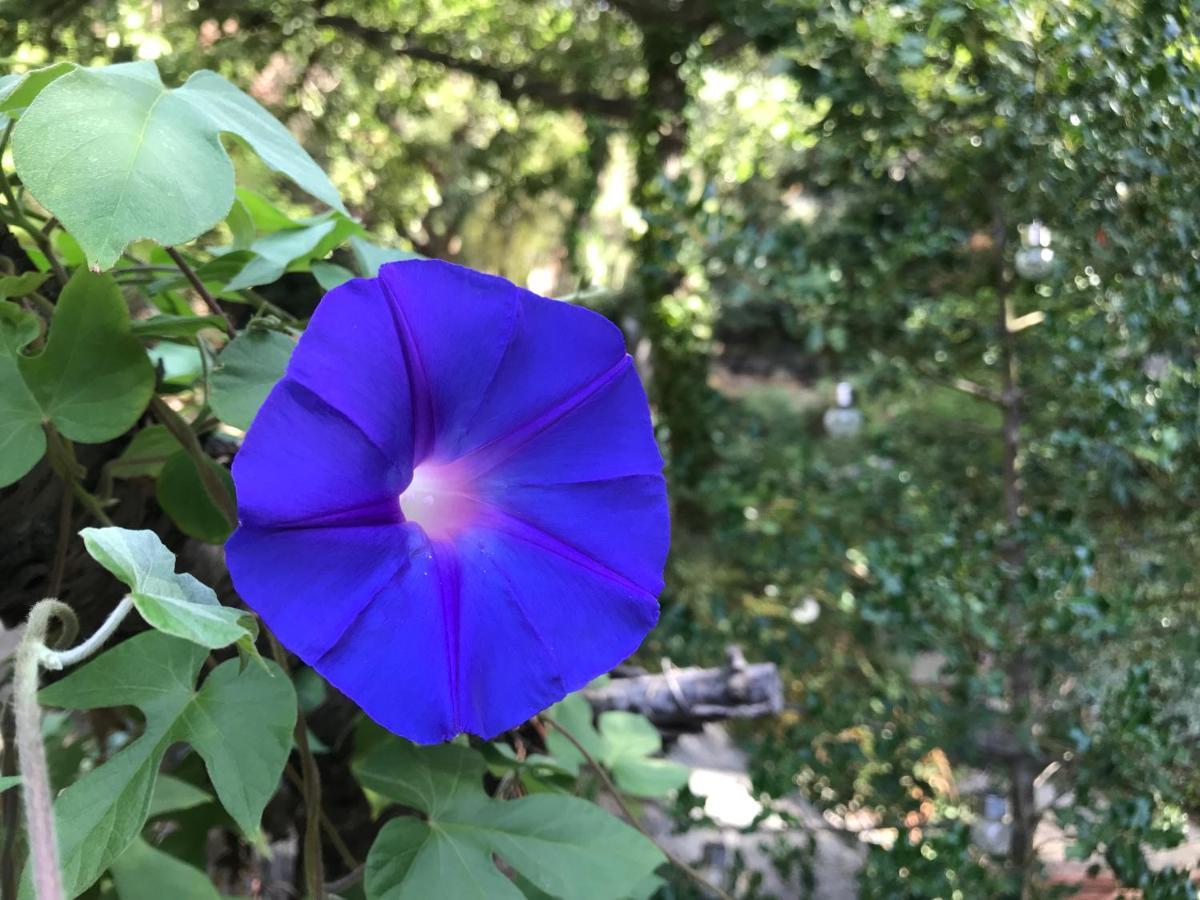 L'Abri La Vall Sorède 외부 사진